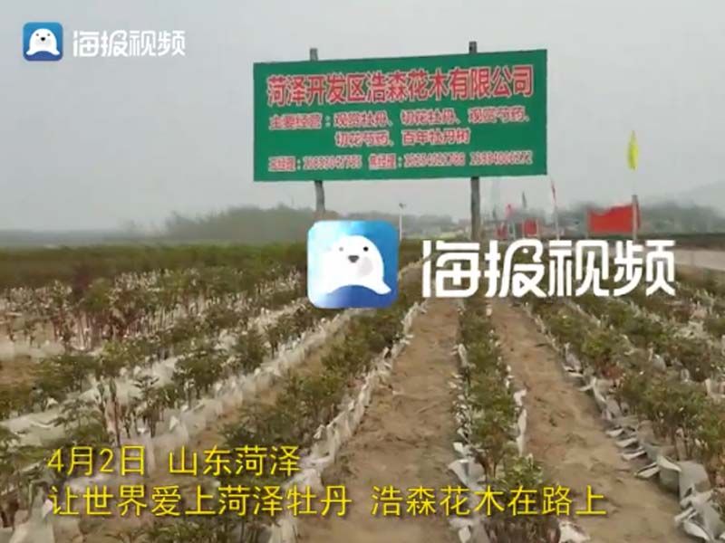 市牡丹產(chǎn)業(yè)中心、市宣傳部的領(lǐng)導(dǎo)及各大媒體來公司基地考察指導(dǎo)工作