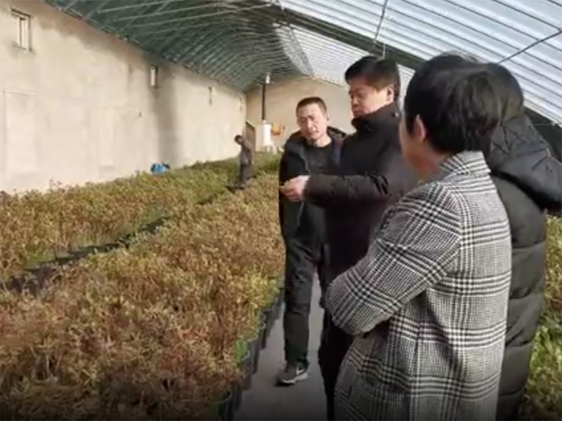 視頻丨驚艷了！隆冬菏澤牡丹含苞待放吐芬芳